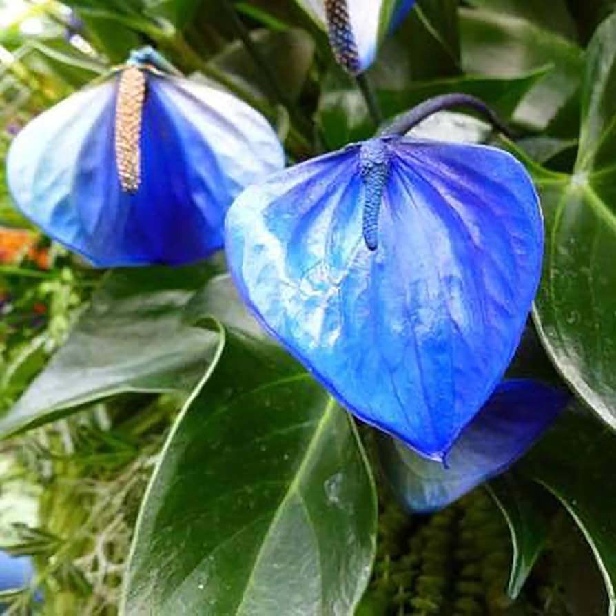 Potted blue Anthurium indoor plant