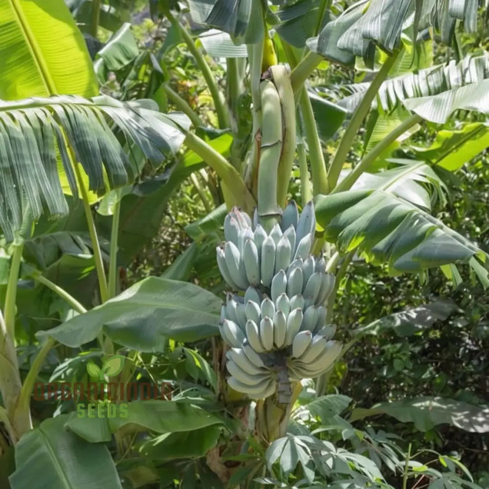 Blue Banana seeds for planting exotic tropical fruit plants