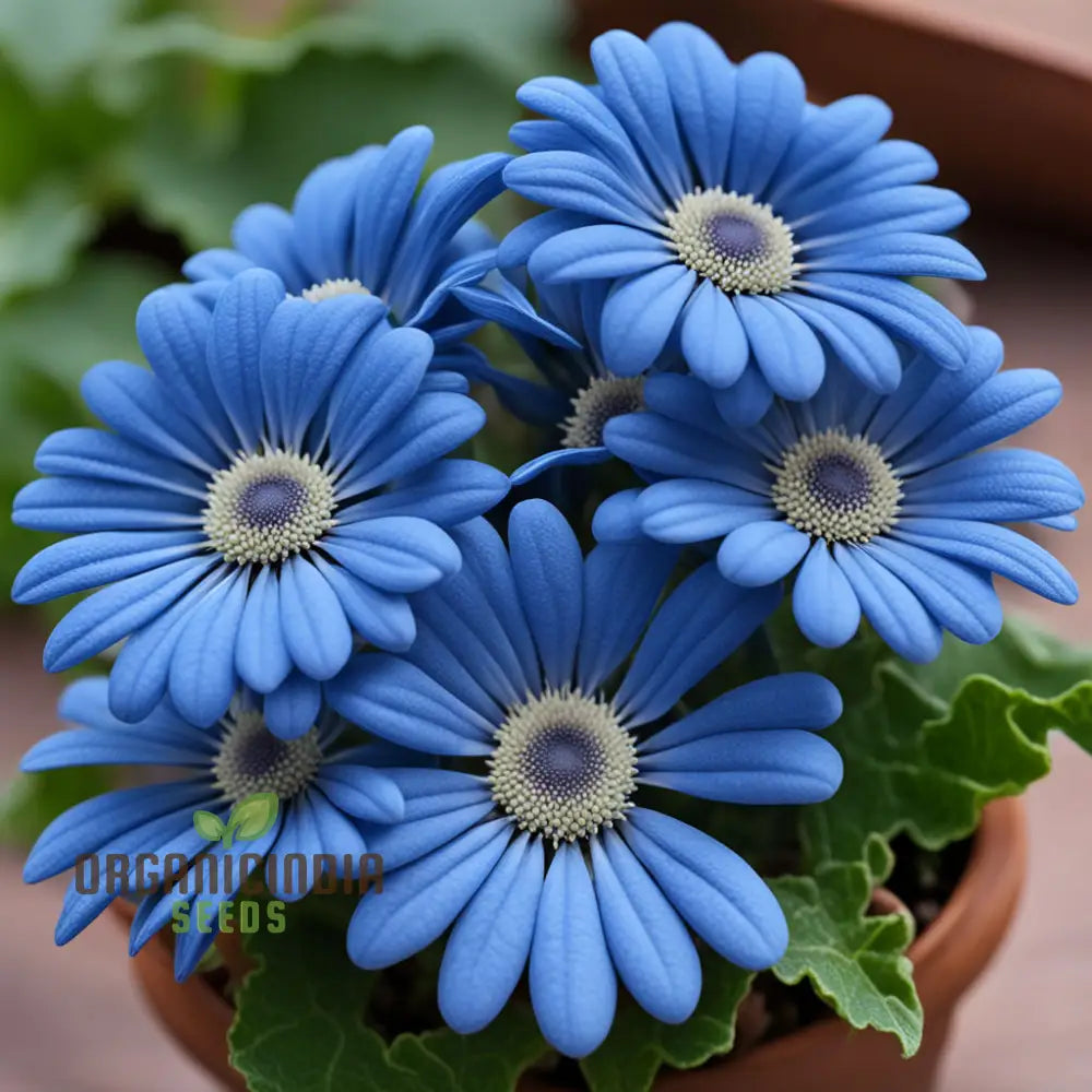 Blue Cineraria Flower Seeds for Planting