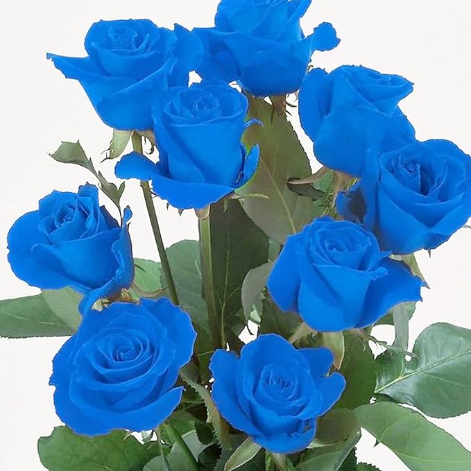 Blue climbing rose growing on trellis