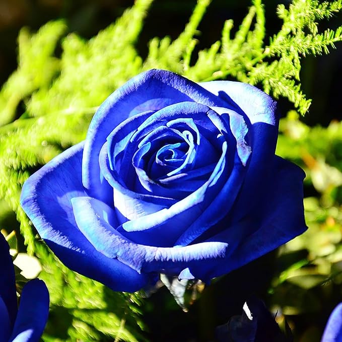 Blue climbing rose seeds for planting