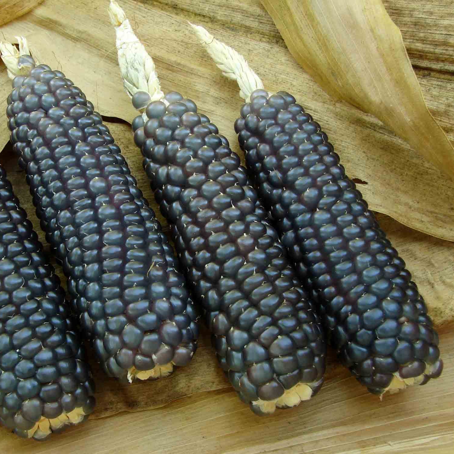 Blue Corn Seedlings Growing from Sapphire Blue Seeds, Garden Corn