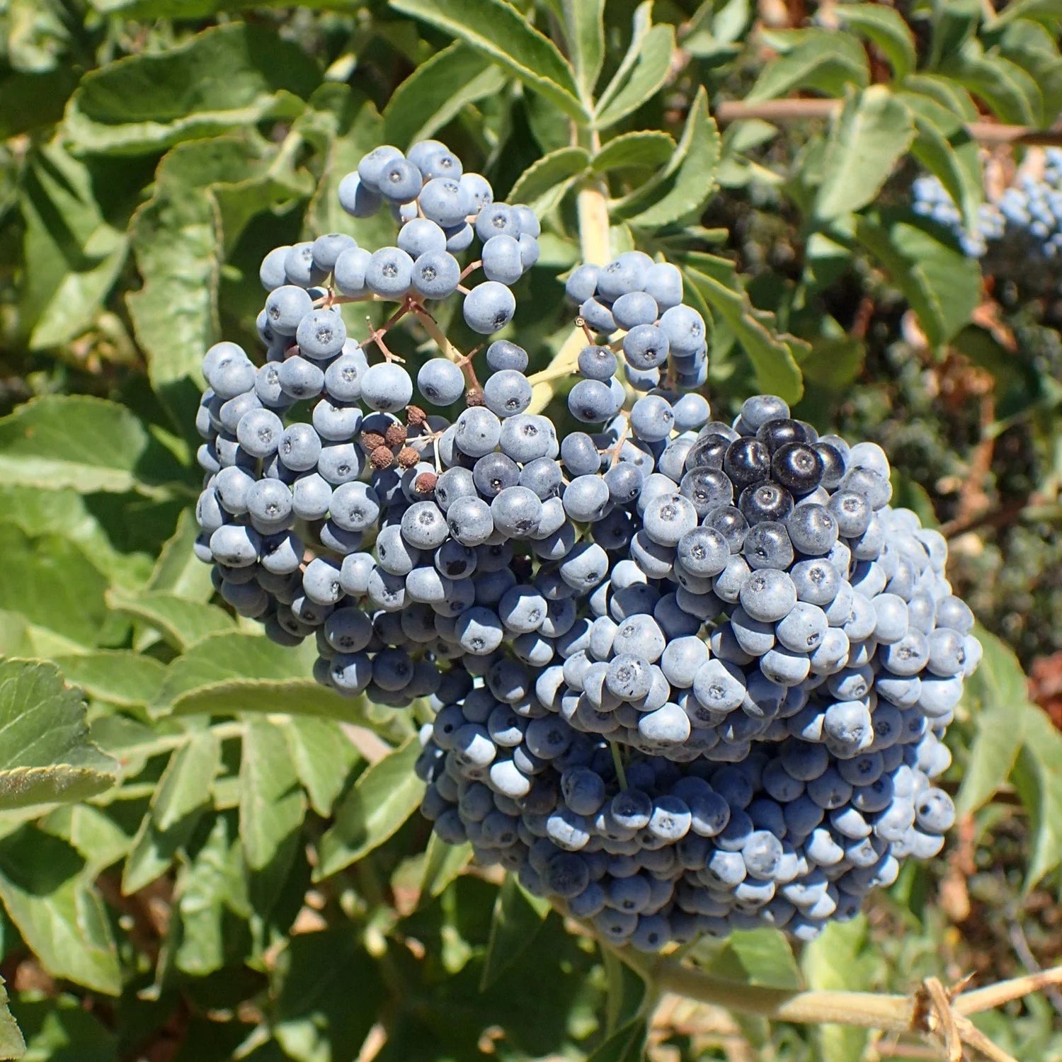 Harvesting Ripe Blue Elderberries from Mature Shrubs