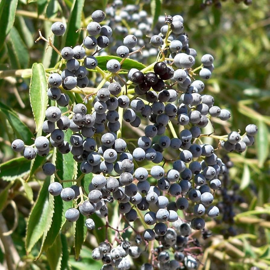 How to Grow Blue Elderberry Plants from Non-GMO Seeds