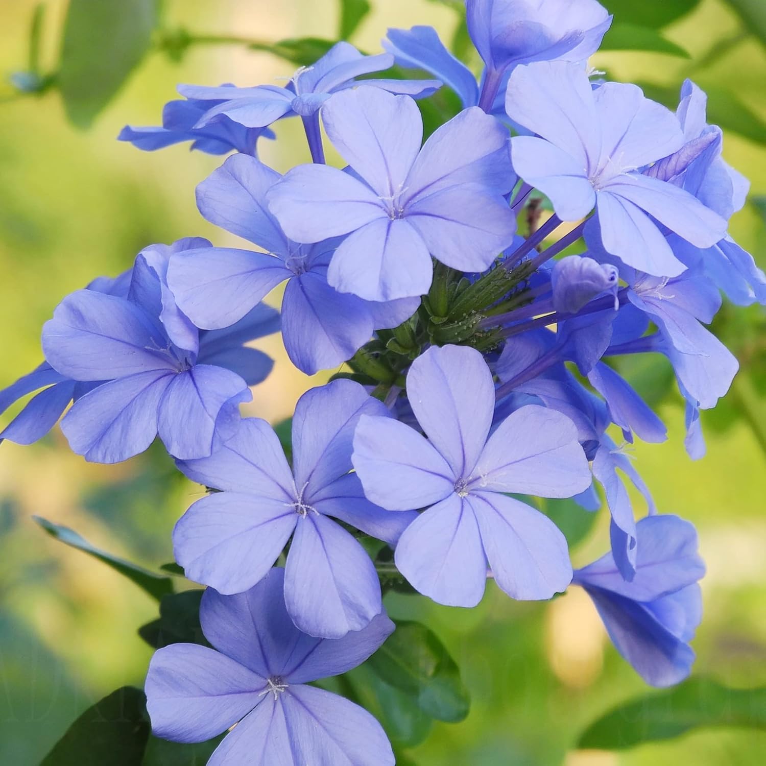 Blue flowering shrub seeds for gardens