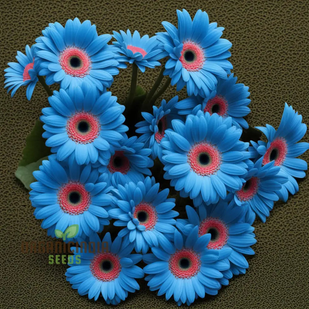 Blue Gerbera Daisy seeds premium pack