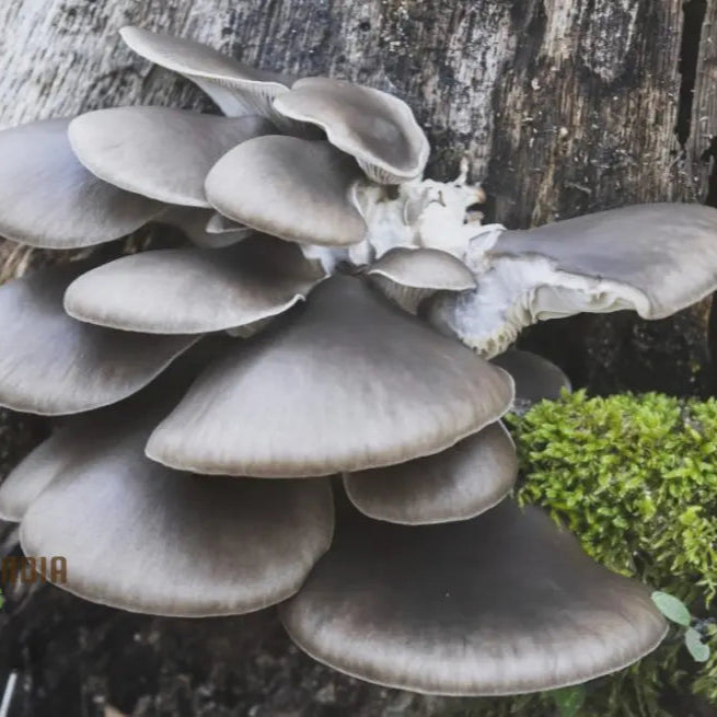 Blue-Grey Oyster Mushroom Seeds for Culinary Garden, Easy-to-Grow Mushroom Seeds