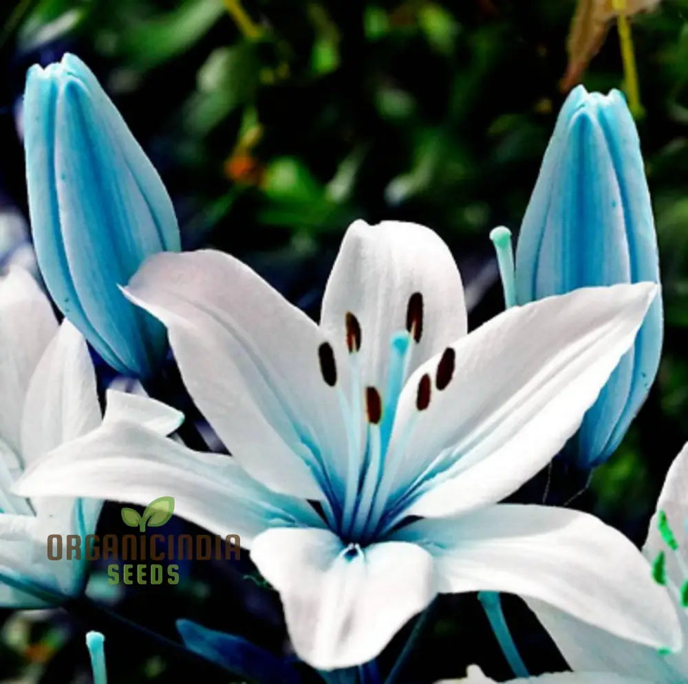 Blue Heart lily seeds rare exotic variety for garden planting