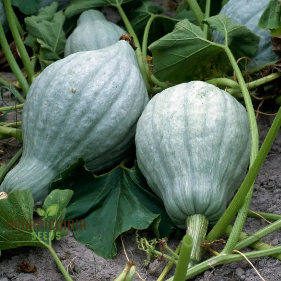 Hubbard Blue Winter Squash Vine Growing from Seeds, Home Garden Plant