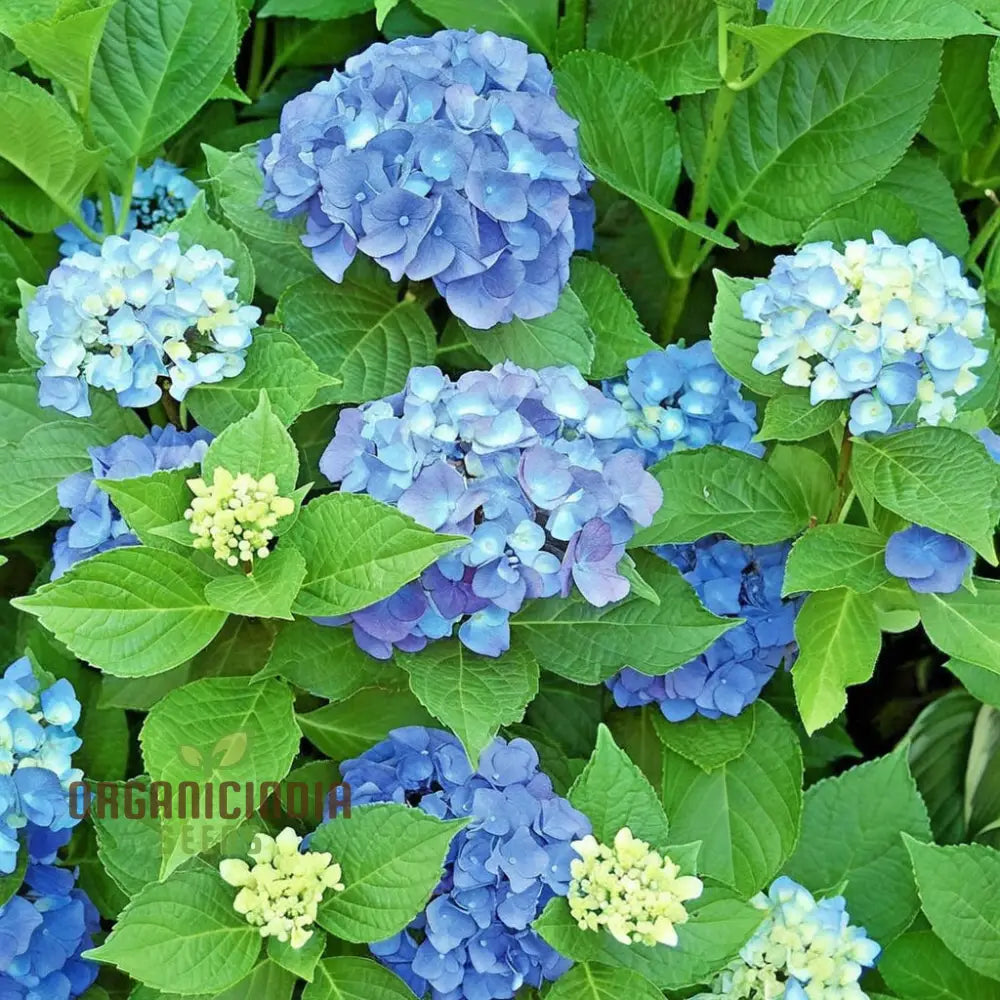 Blue Hydrangea Flower Seeds for Stunning Garden Blooms