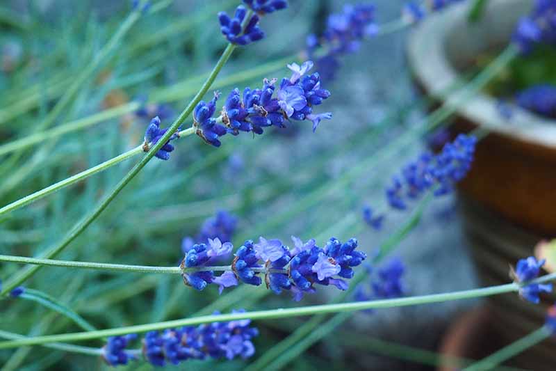 Blue Lavender Flower Seeds for Aromatherapy and Garden Use