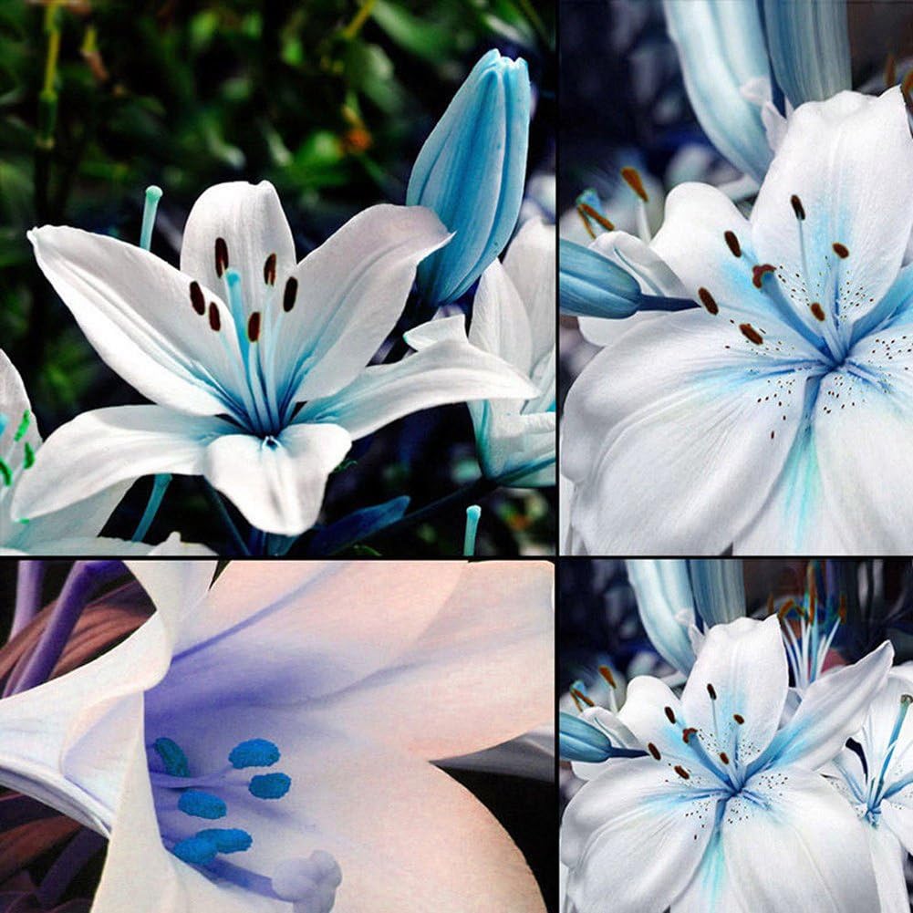 Blue Rare Lily flowers in a landscaped garden