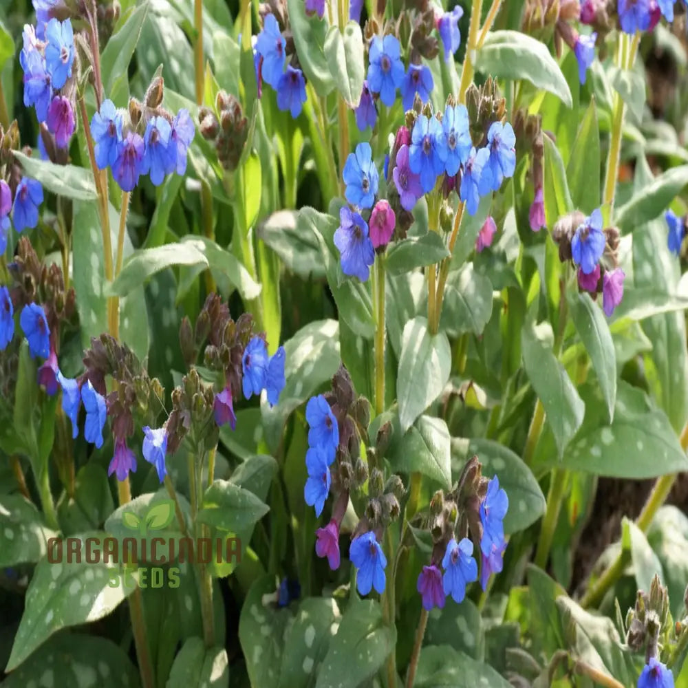 Blue Lungwort seeds Pulmonaria Officinalis for planting