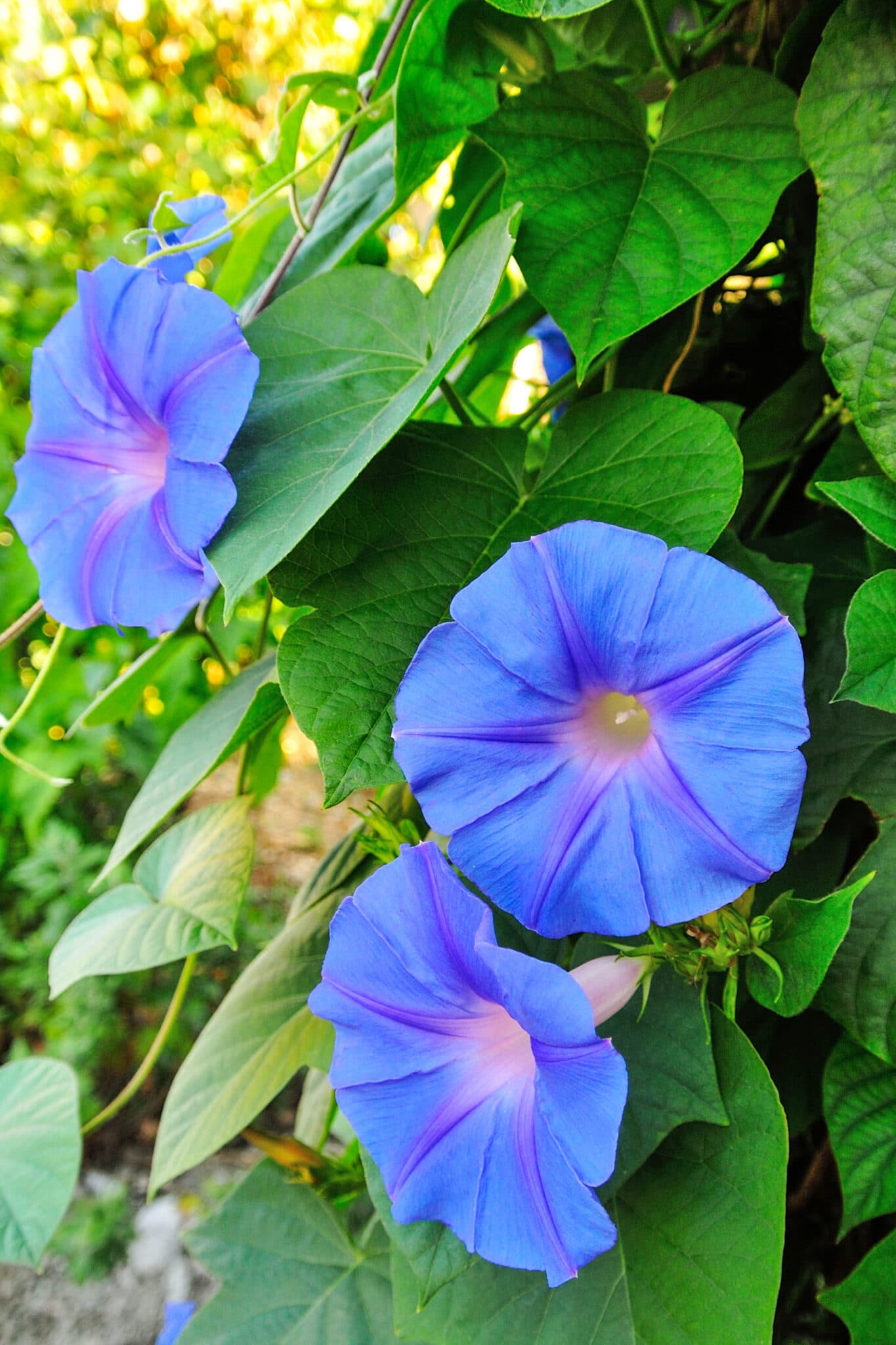 Blue moonflower night-blooming flowers grown from seeds