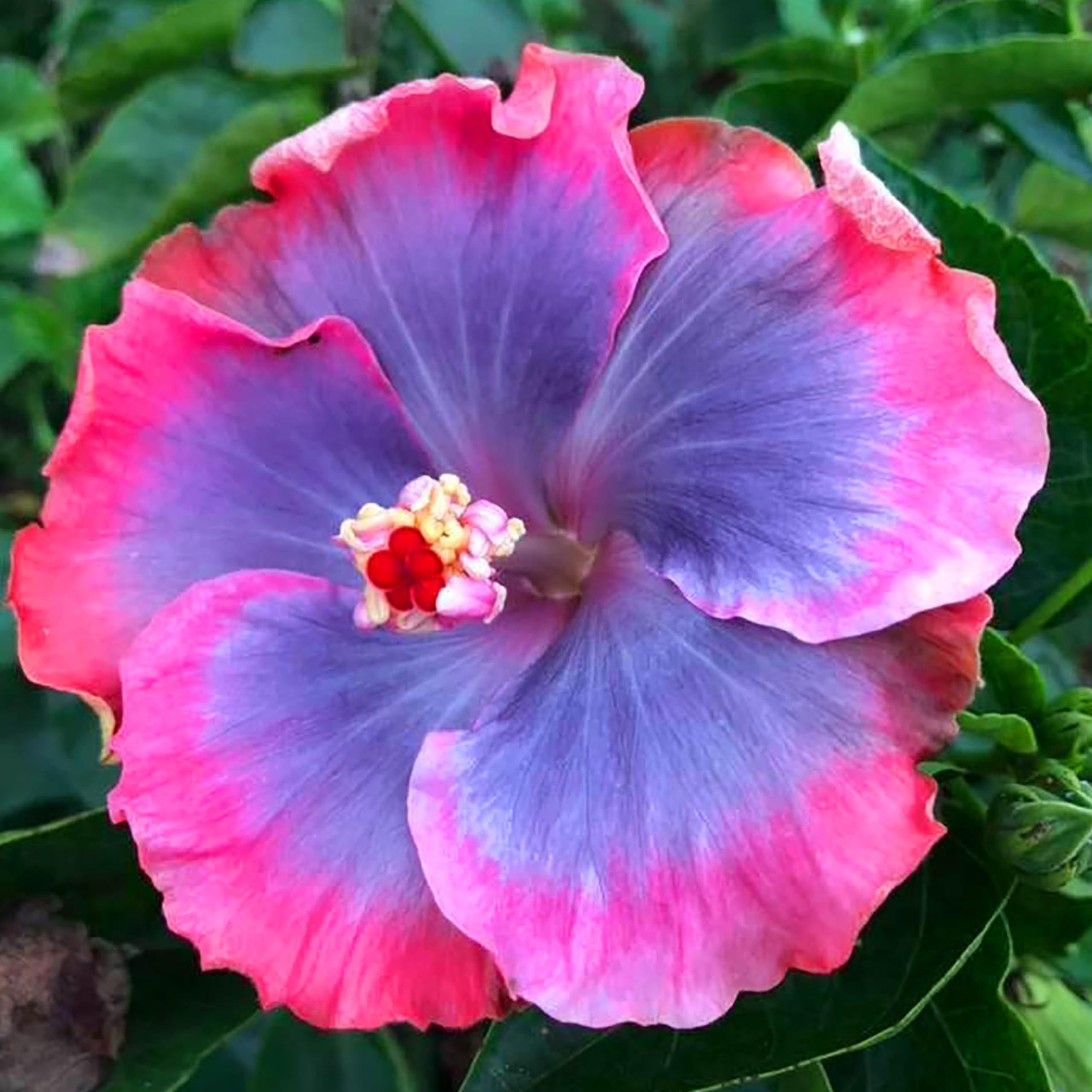 Blue pink purple hibiscus seeds perennial