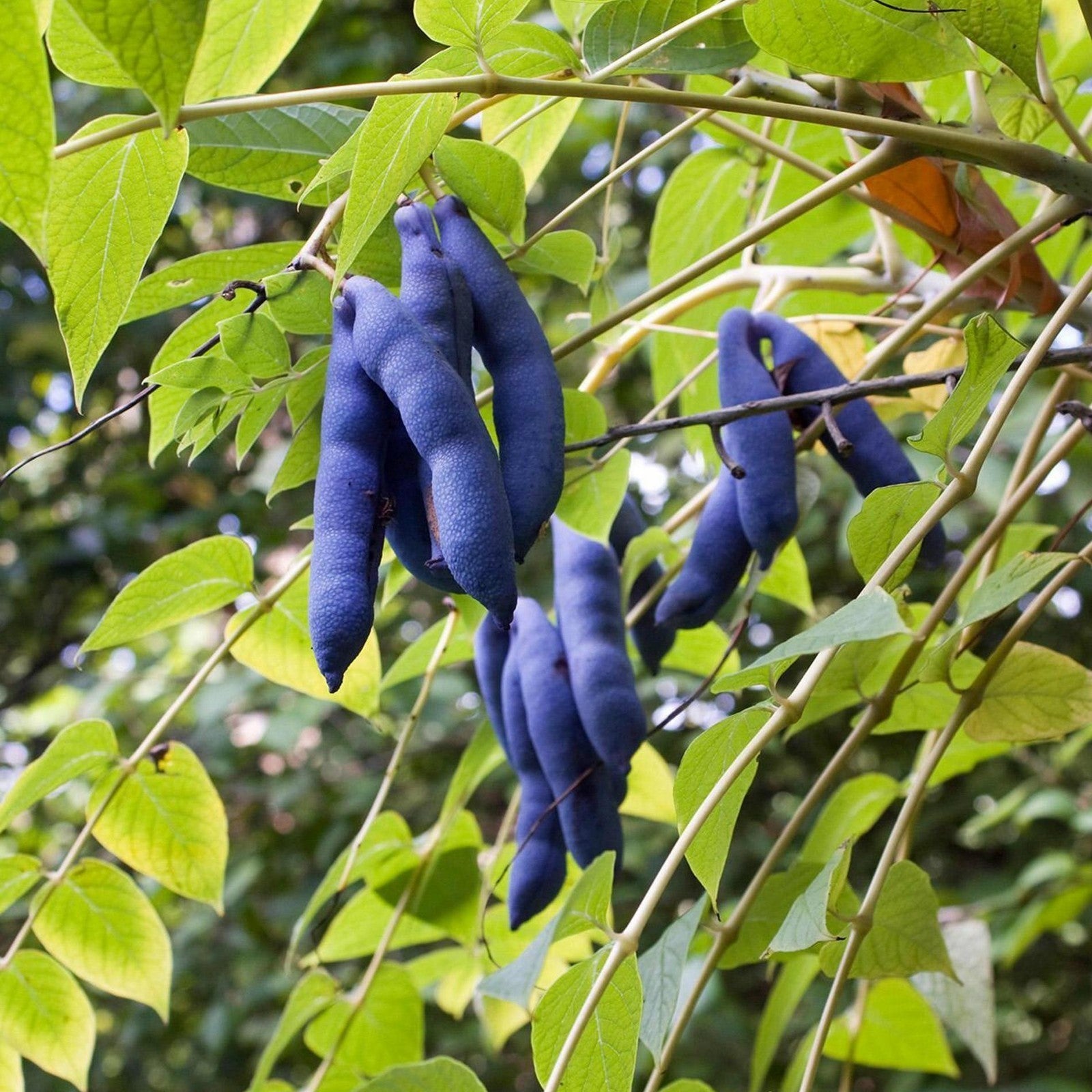 Blue Sausage Fruit Seeds Decaisnea for planting