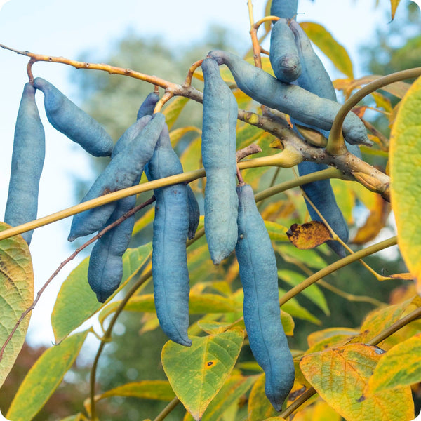 Blue Sausage Fruit seeds for planting