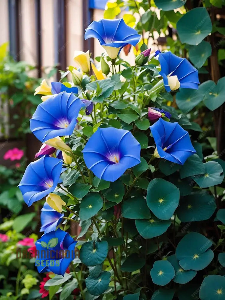 Blue Trumpet Flower Seeds for Vibrant Garden Blooms