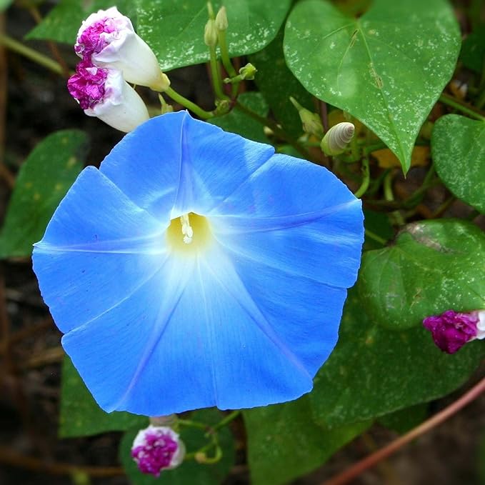 Blue Trumpet Seeds for Climbing Ornamental Garden Plants