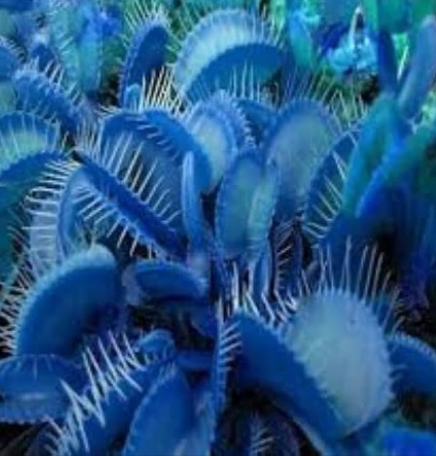 Blue Venus Flytrap Carnivorous Plant Seeds for Garden