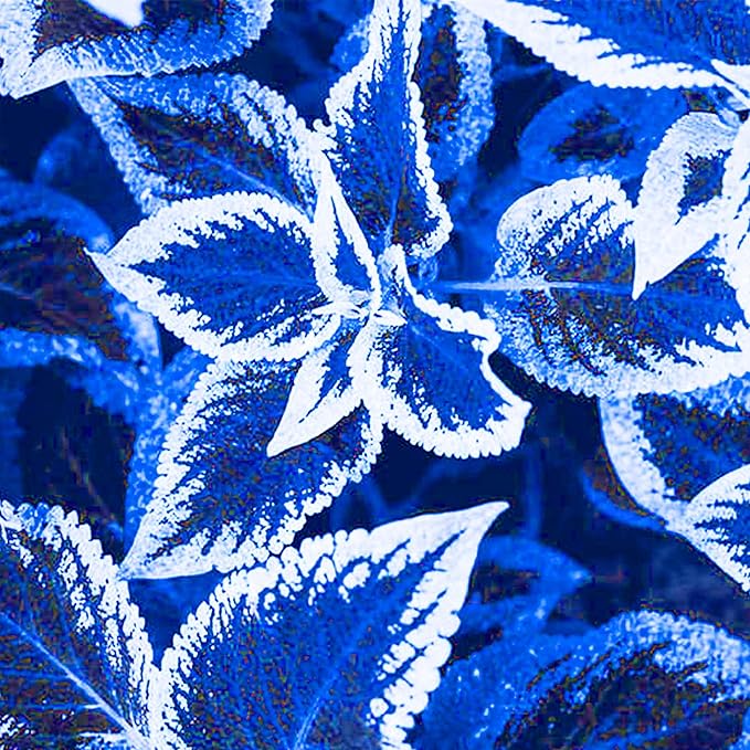Blue White Coleus Seeds for Planting Vibrant Two Tone Foliage