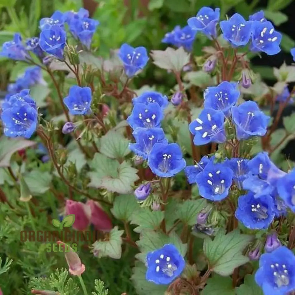 Blue Wildflower Seeds Growing in Garden Bed