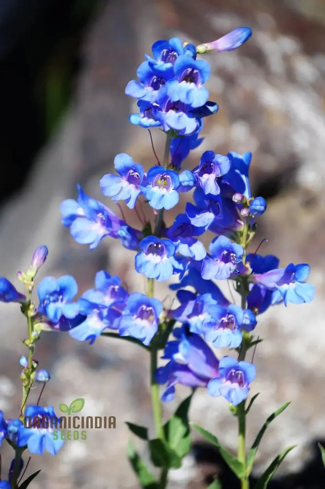 Singin The Blues Blue Wildflower Meadow Garden
