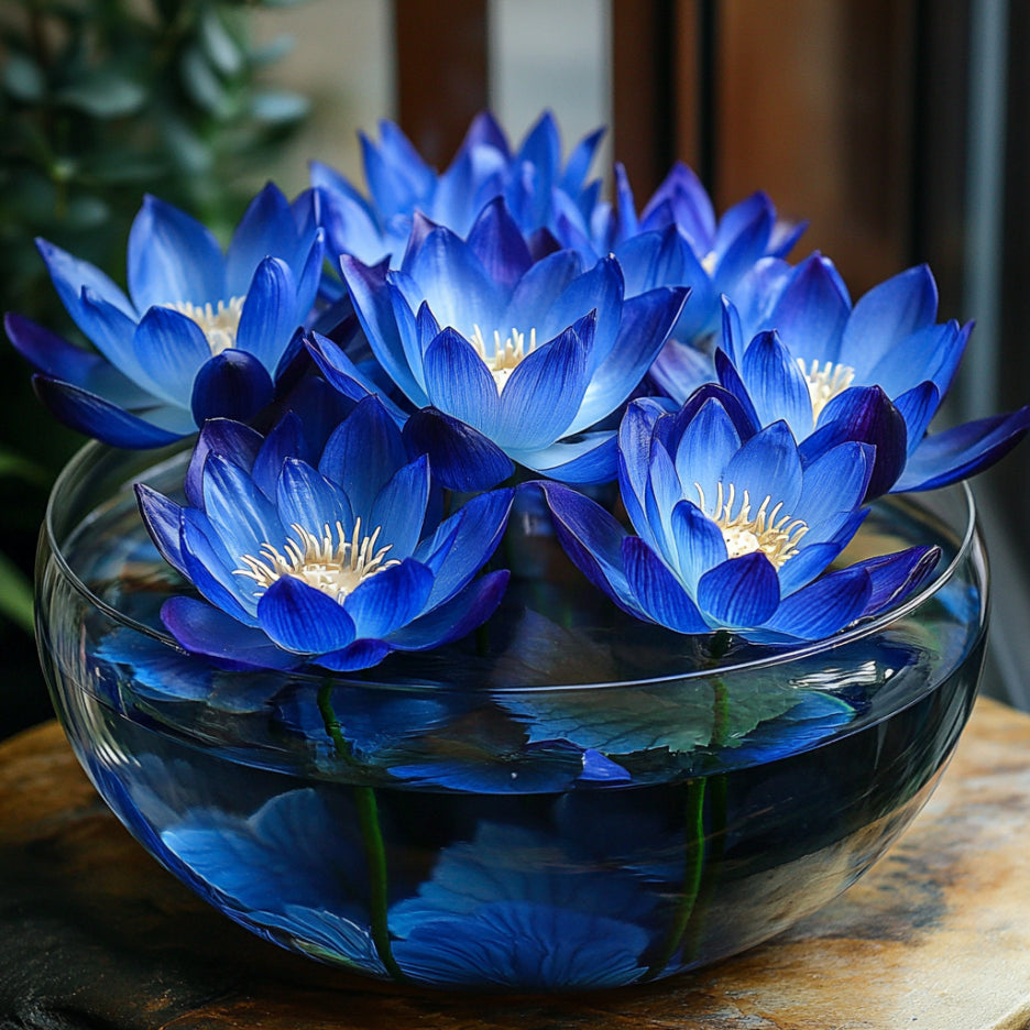 Blue Lotus Seedling Growth in Water Garden