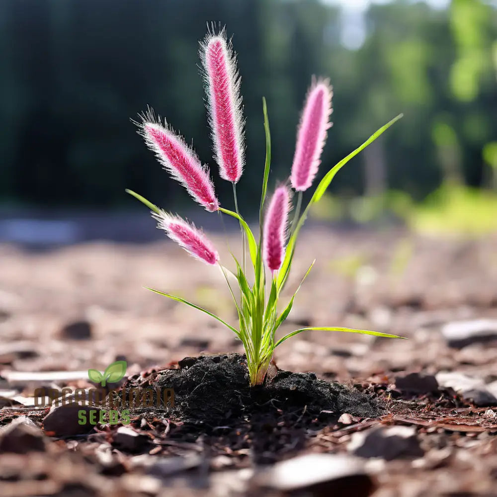 Blue Spice Basil Seeds for Garden Planting – Fragrant Perennial Herb
