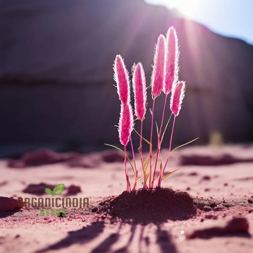 Harvesting Blue Spice Basil Seeds Plants – Aromatic Culinary Herb