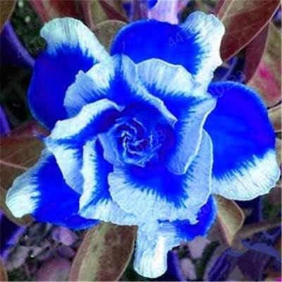 Blue White Desert Rose Adenium Seeds for Planting