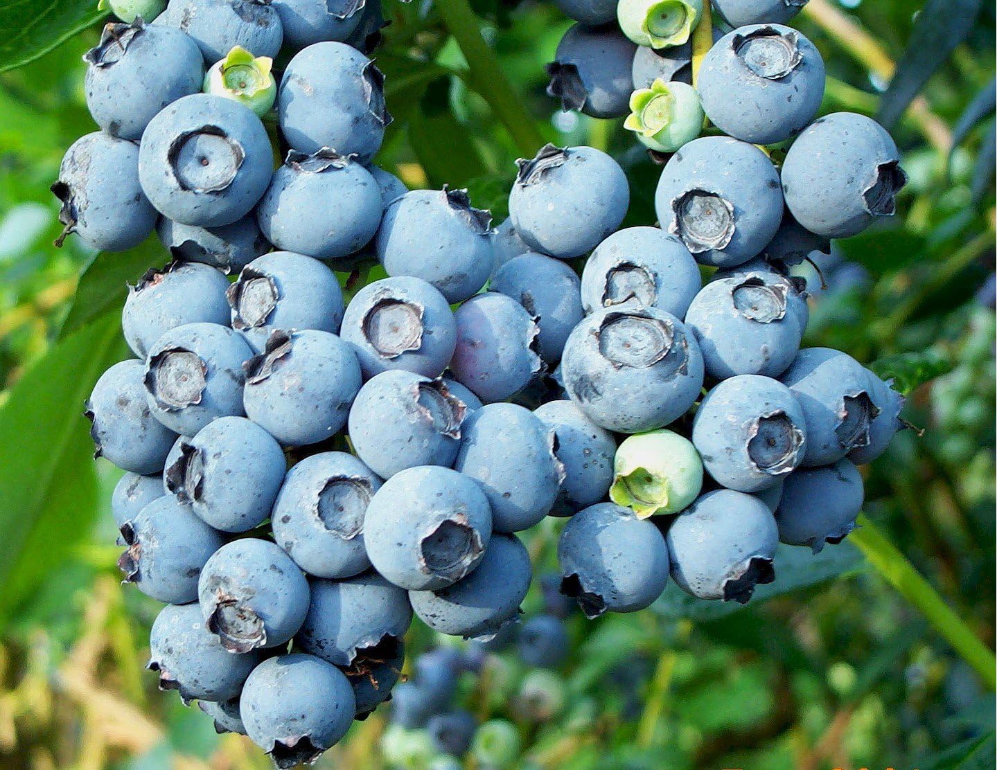 Blueberry seedlings growing in cool climate garden
