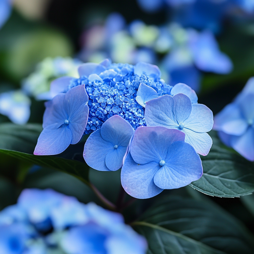 Bluebird Hydrangea Lacecap Blooms with Soft Blue Hues