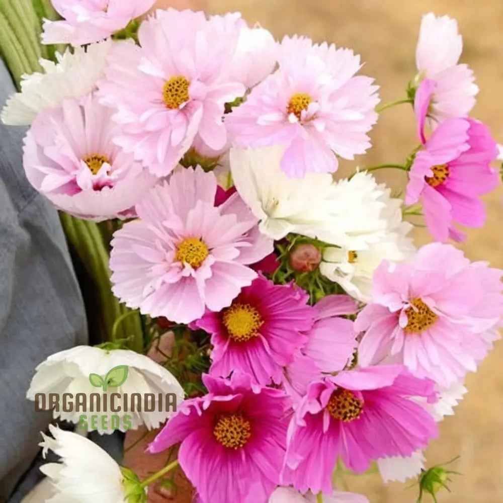 Blush pink cosmos seeds rare soft pink flowers for gardens