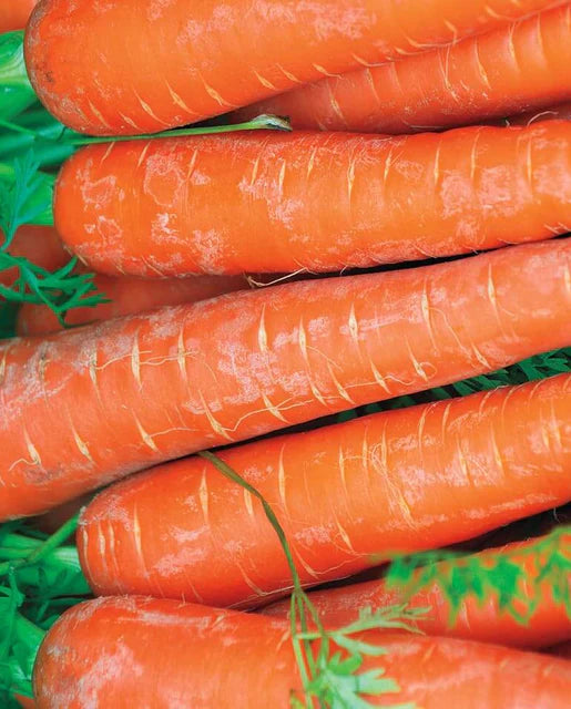 Harvested Bolero Carrots from Seeds, High-Yield Hybrid Carrots