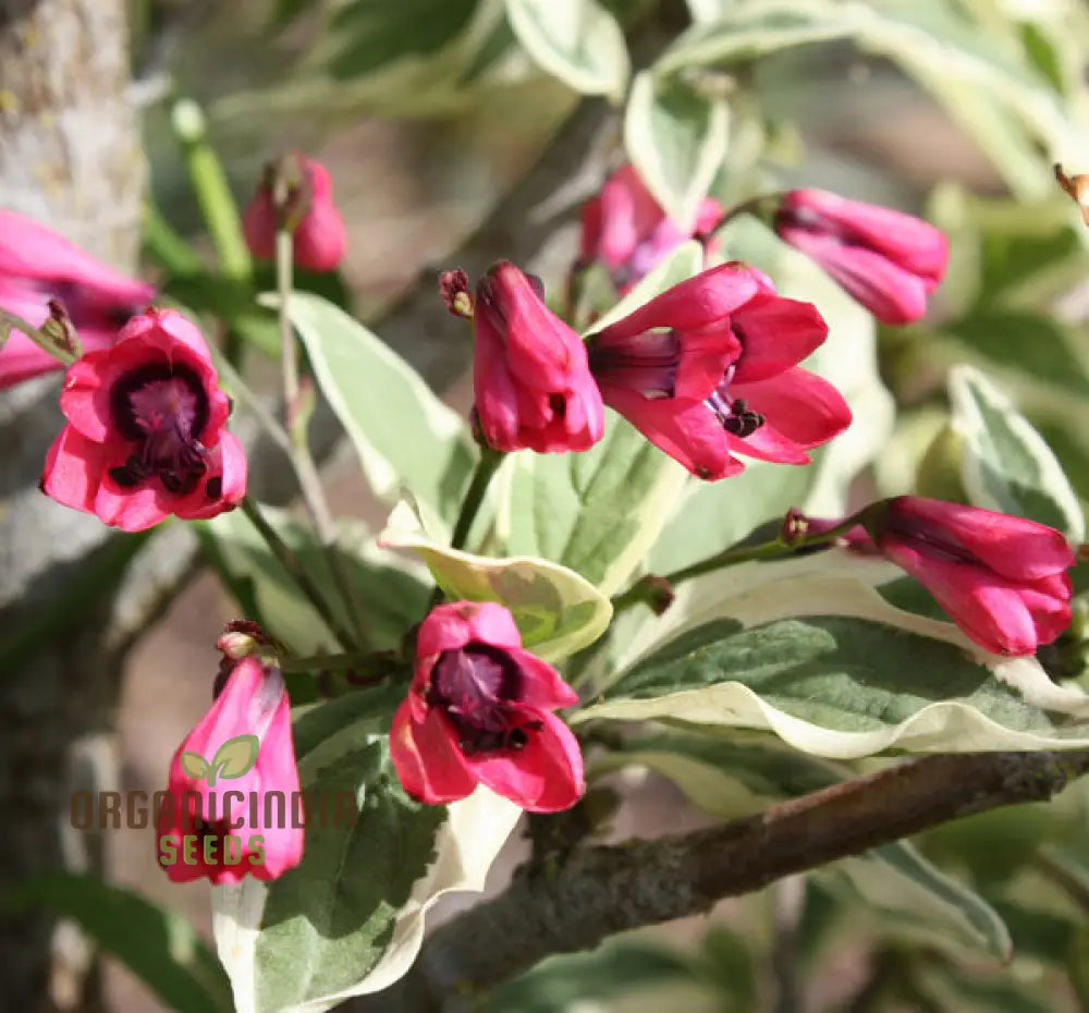Bomarea Climbing Lily Seeds for Vertical Garden Displays