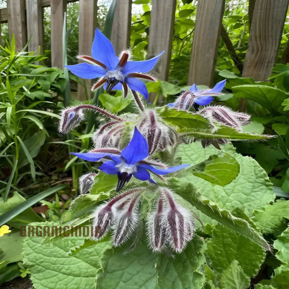 Borage Herb Seeds for Planting in Home and Outdoor Herbal Gardens