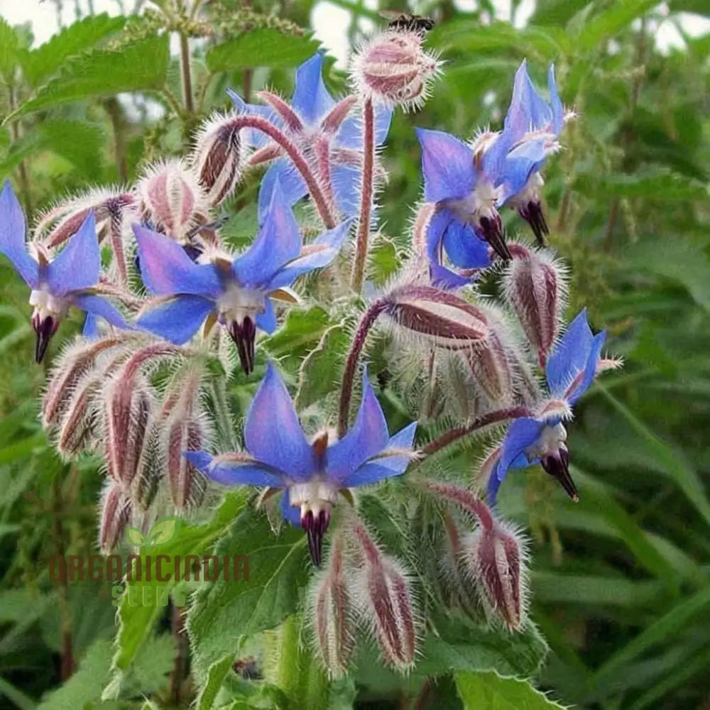 Borage Plant with Bright Blue Star-Shaped Flowers in Bloom