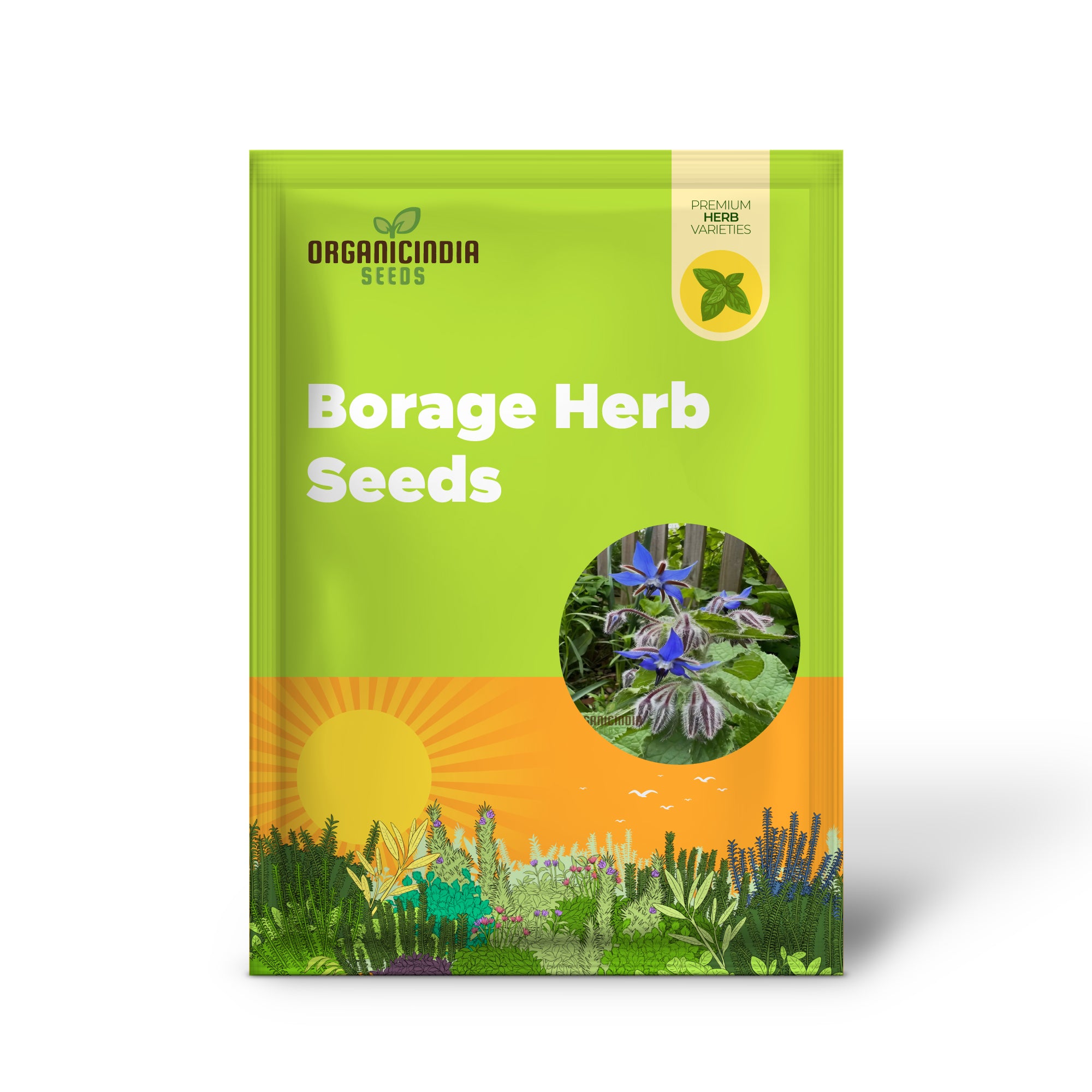 Borago officinalis Borage Seeds for Herbal and Pollinator Gardens