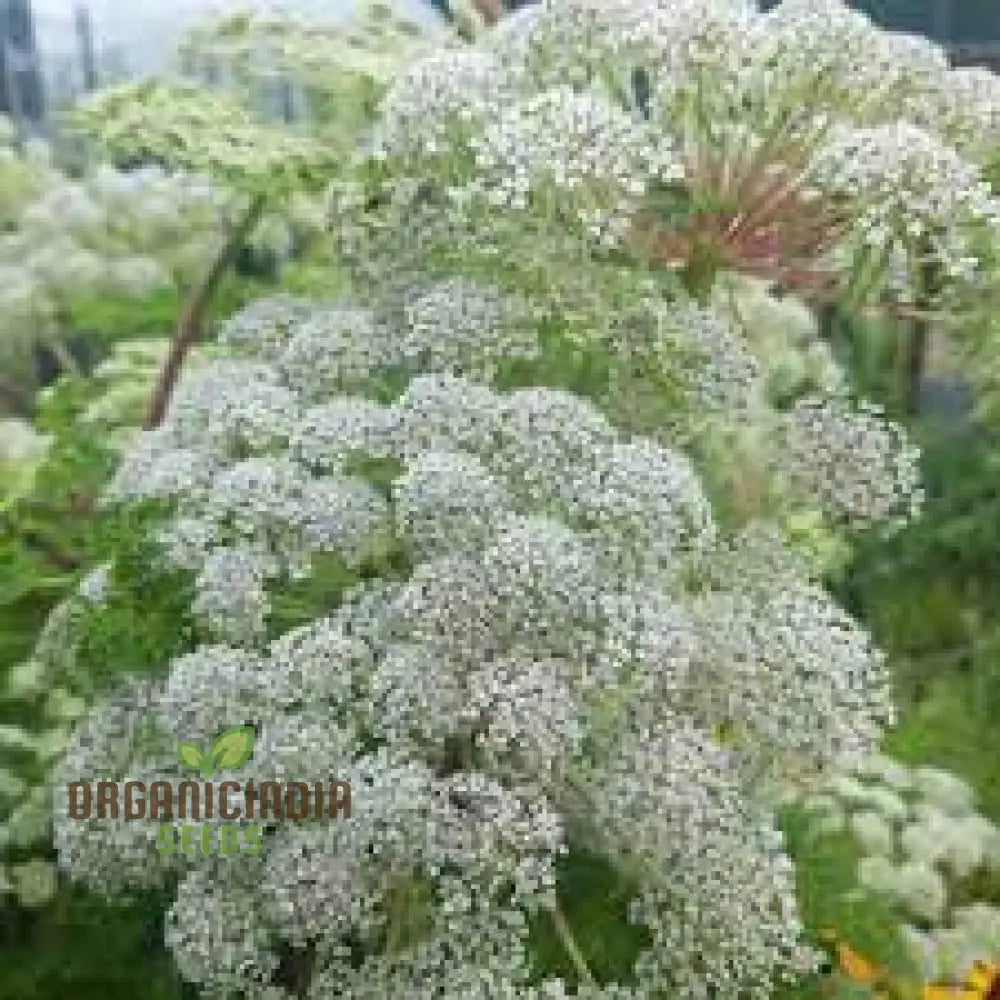 Selinum seeds for border planting white airy blooms