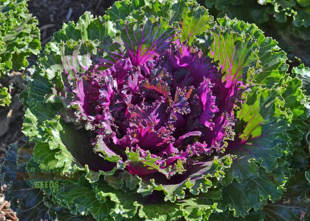 Curly Borecole Kale Plants with Green Leaves