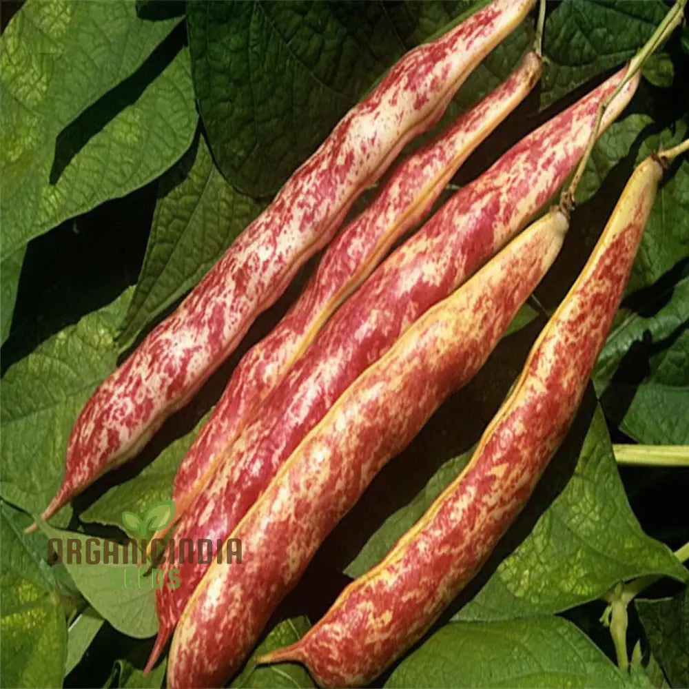 Borlotti Bean Seeds for Planting, Heirloom Non-GMO Garden Beans