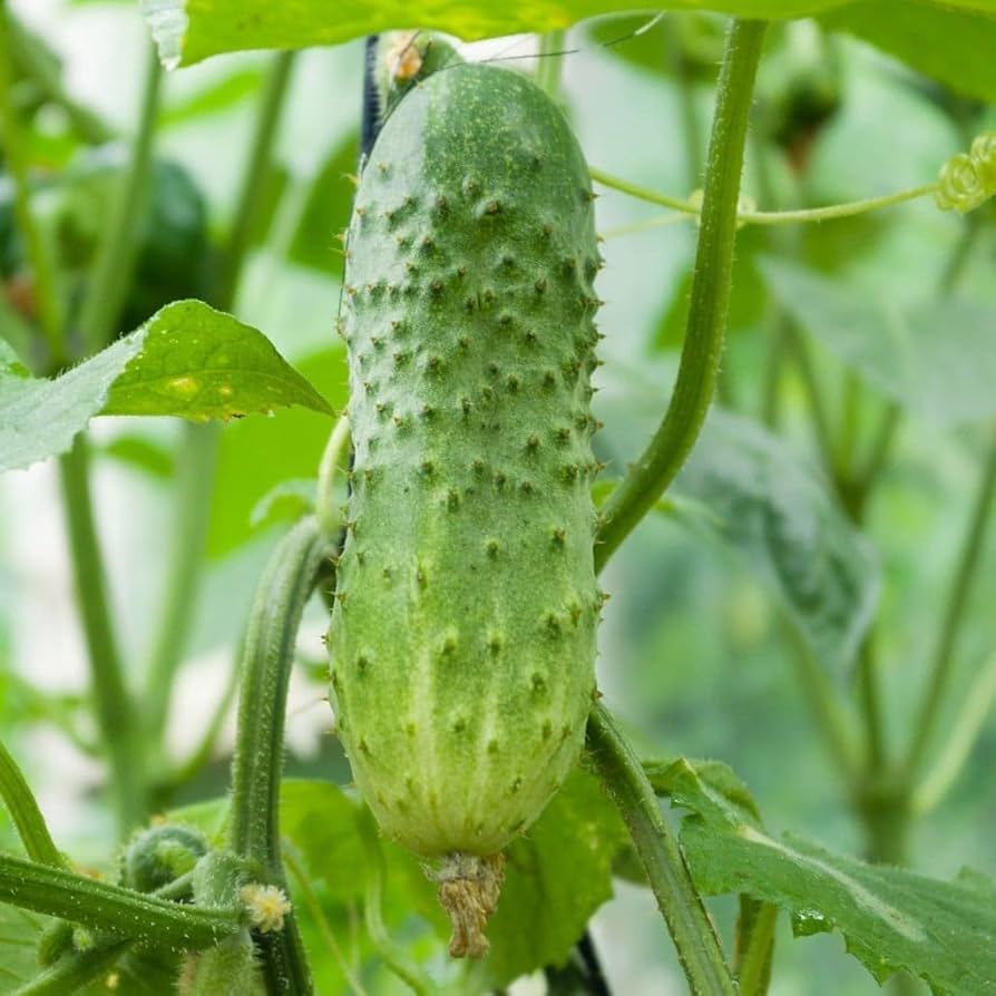 Boston Pickling Cucumber Seeds for Planting, Heirloom High-Yield Crisp Cucumbers