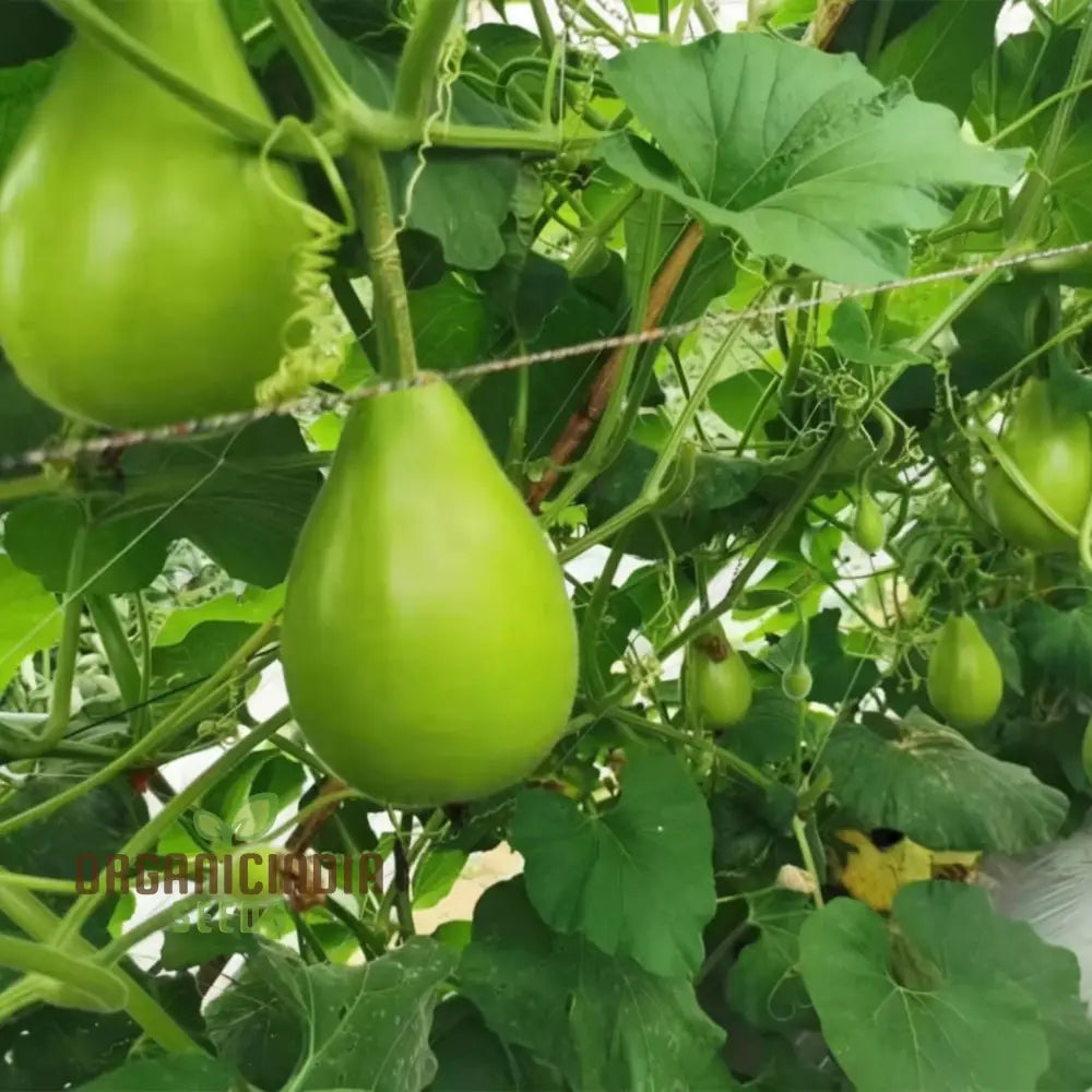 Harvested F-1 Pot Shaped Bottle Gourds from Seeds, Healthy and Productive Vegetables