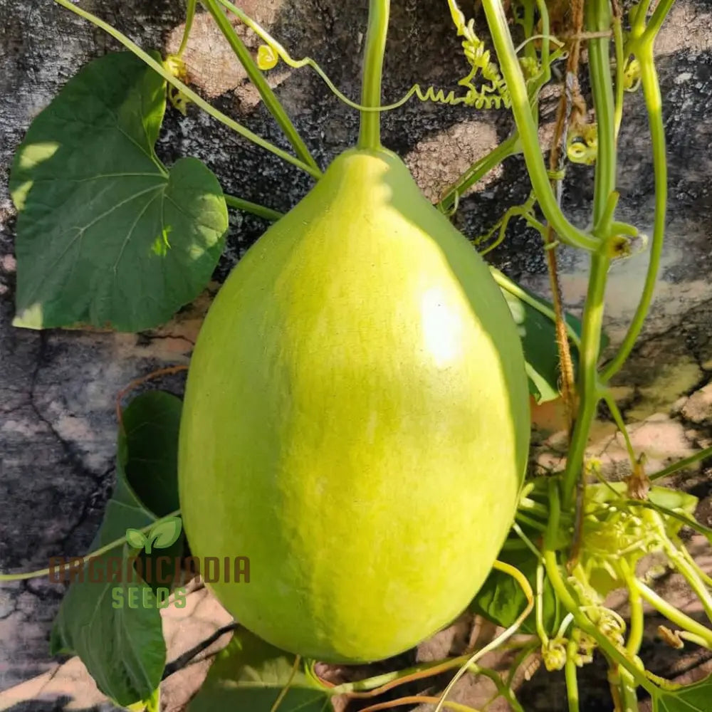 F-1 Pot Shaped Bottle Gourd Seedling Growing in Garden, Easy-to-Grow Vegetable Seeds
