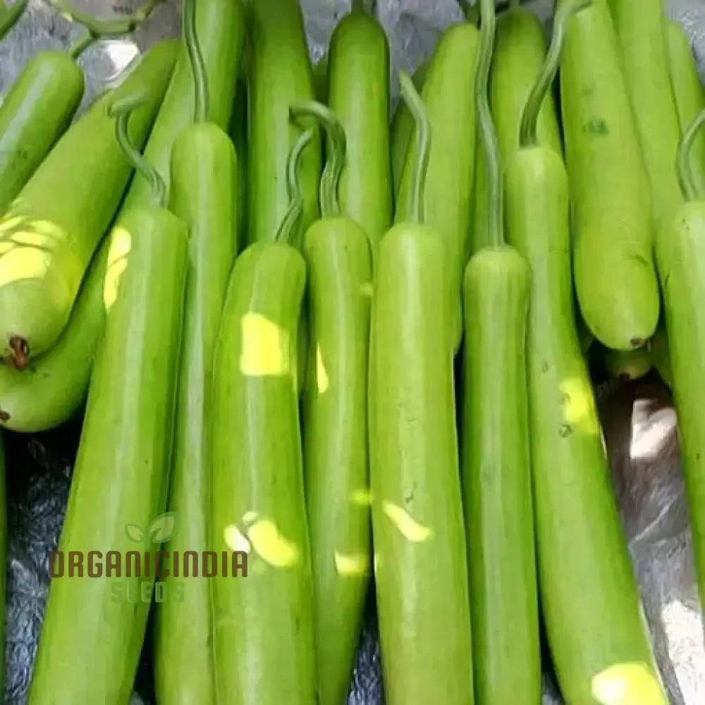 Fresh Green Bottle Gourds from Seeds, Tender and Edible Homegrown Vegetable