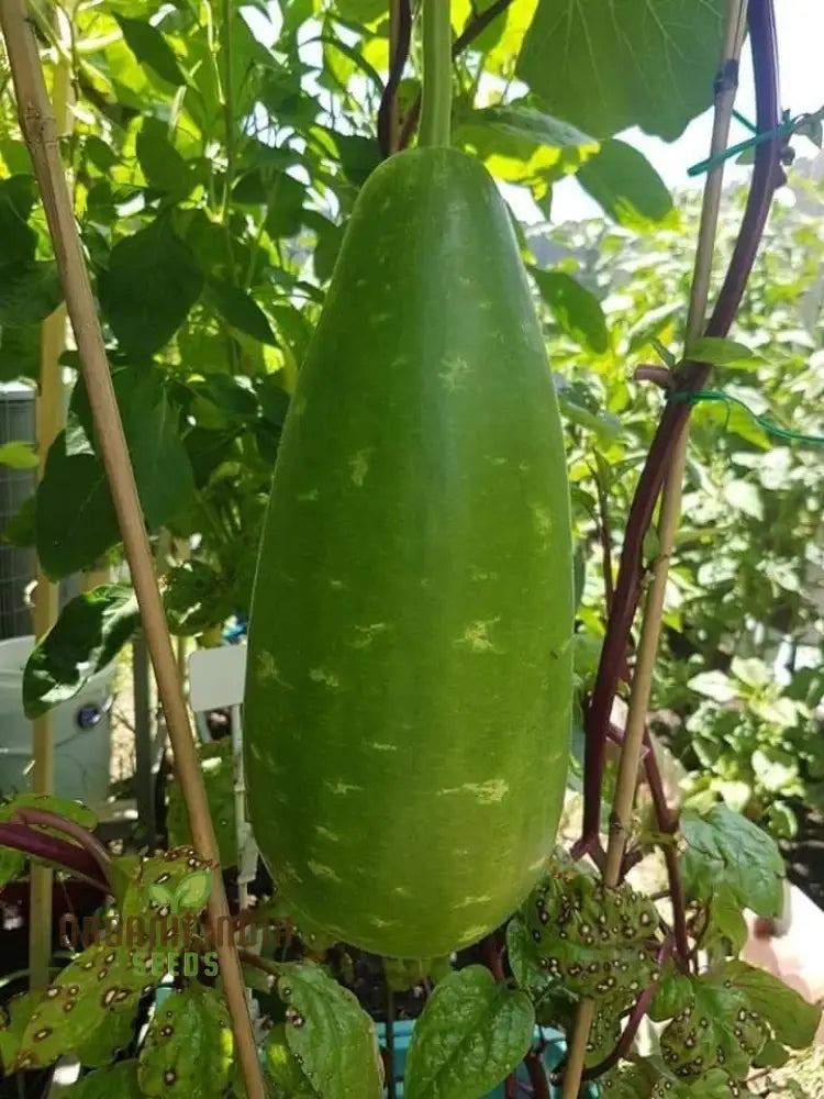 Bottle Gourd Plants Growing in Garden Bed from Speckled Seeds