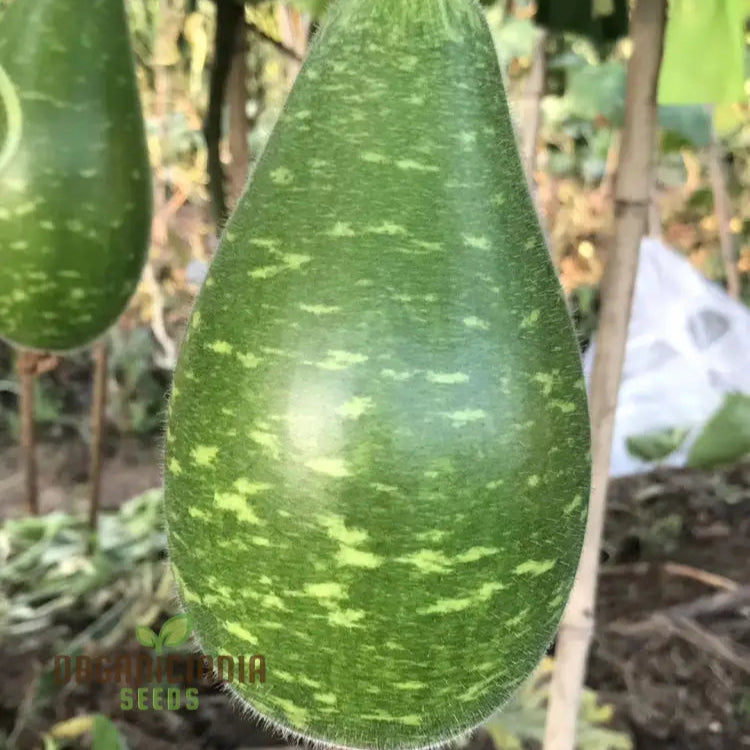 Speckled Long Green White Bottle Gourd Seeds for Home Garden