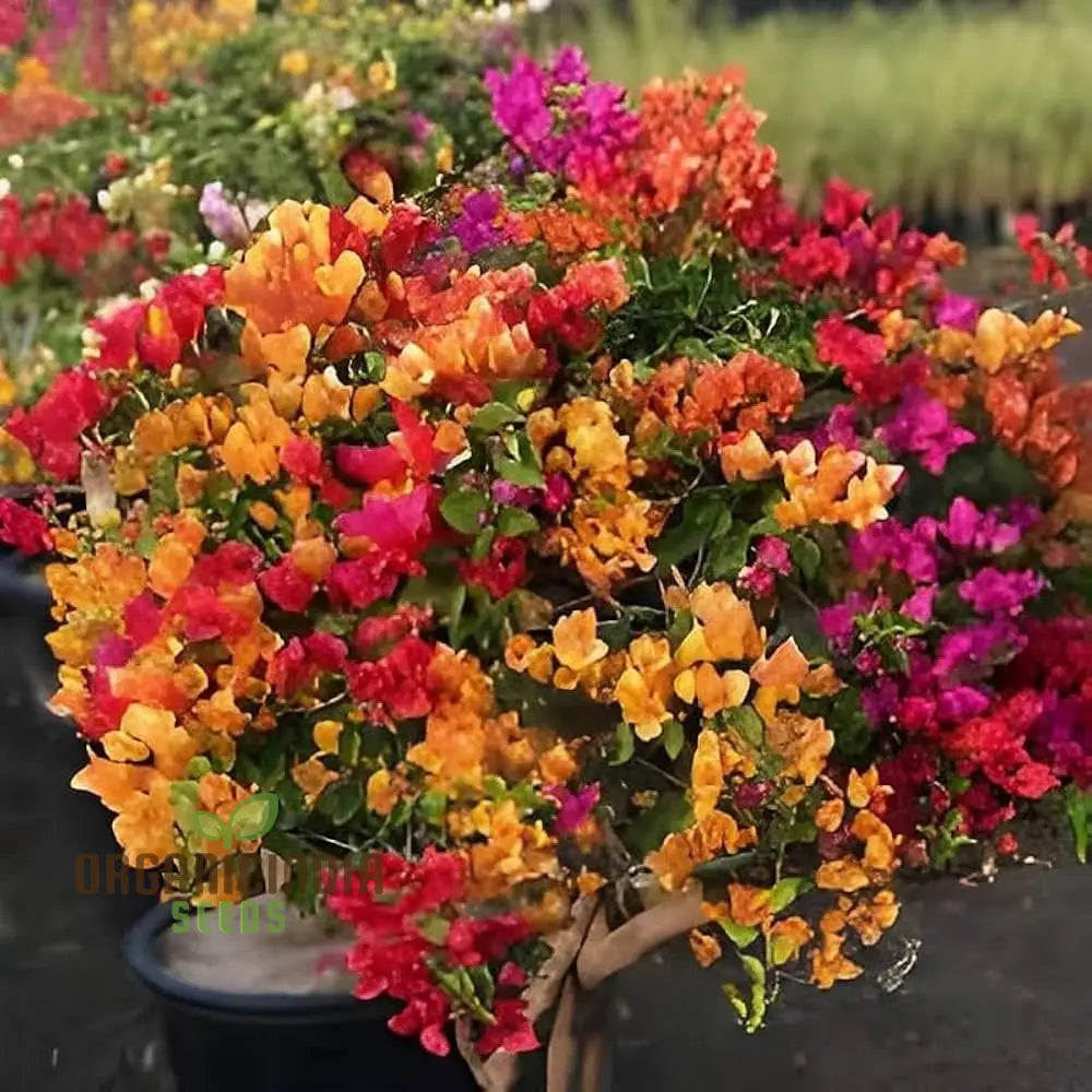 Bougainvillea Spectabilis Flower Seeds For Planting - 100 Pcs Seeds