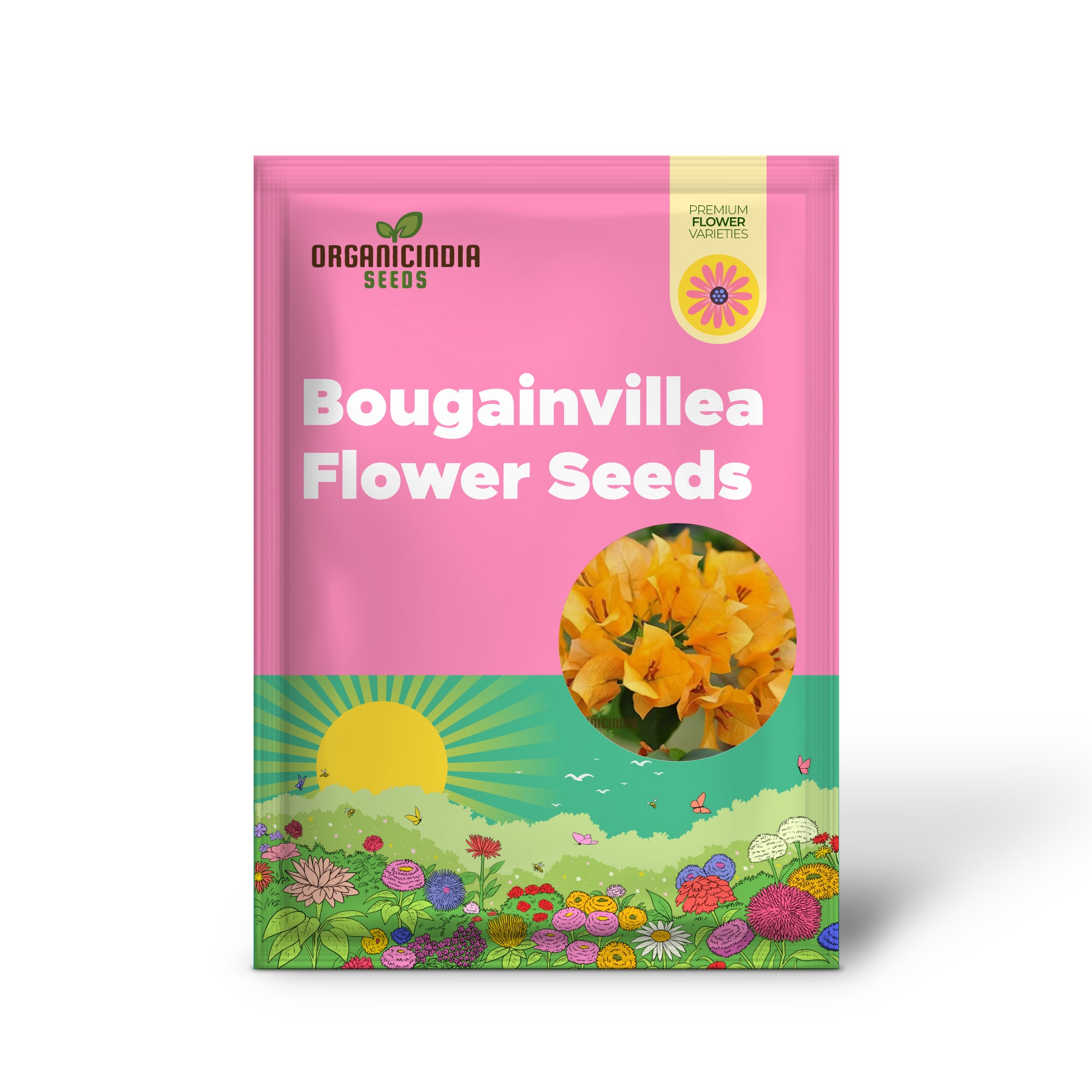 Non GMO Bougainvillea Spectabilis seeds for home garden